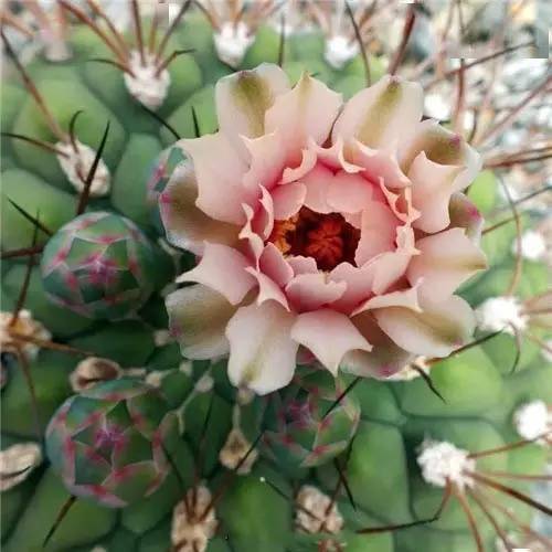 仙人球开花,美不胜收!_人生_生活_风景