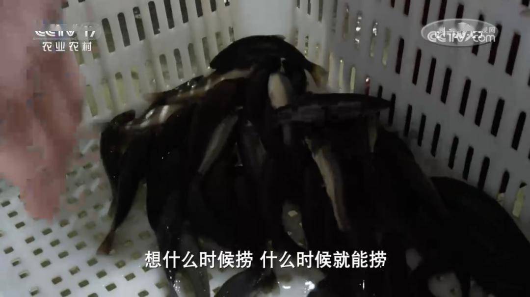 咔咔捞钱第一步,从掏出一个"水老鼠"开始_柳根鱼_楚斌