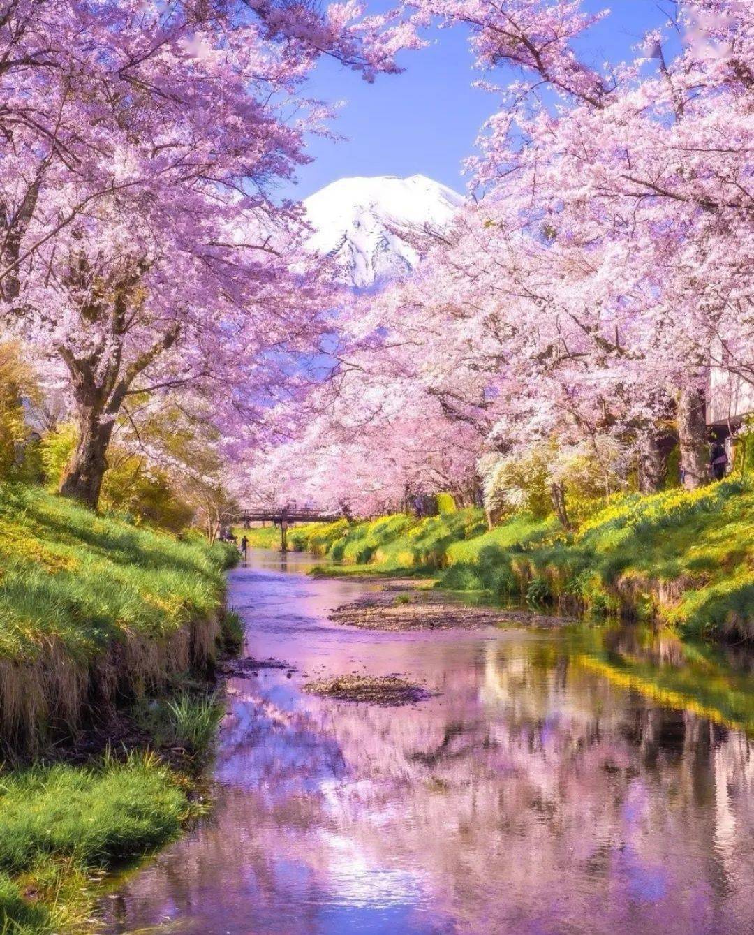富士山_东京_河口