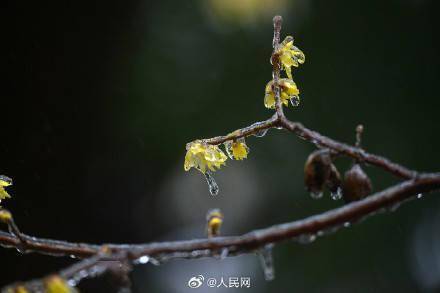 美!梅花傲寒綻放彷彿包了層糖衣_冰雪_六安_來源