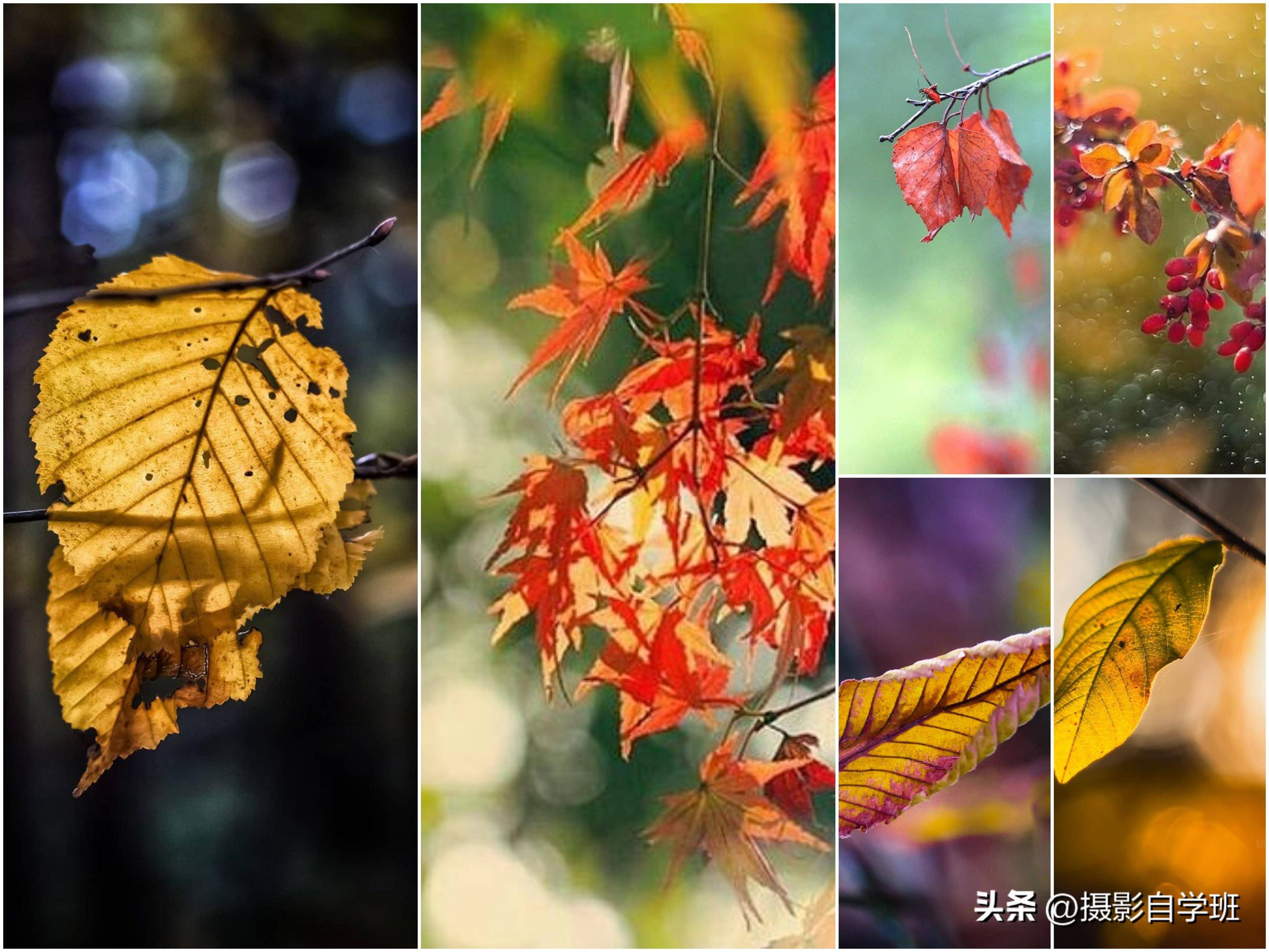 树叶不起眼,拍出照片很亮眼,4个手机摄影技巧送给你_背景_主体_调整