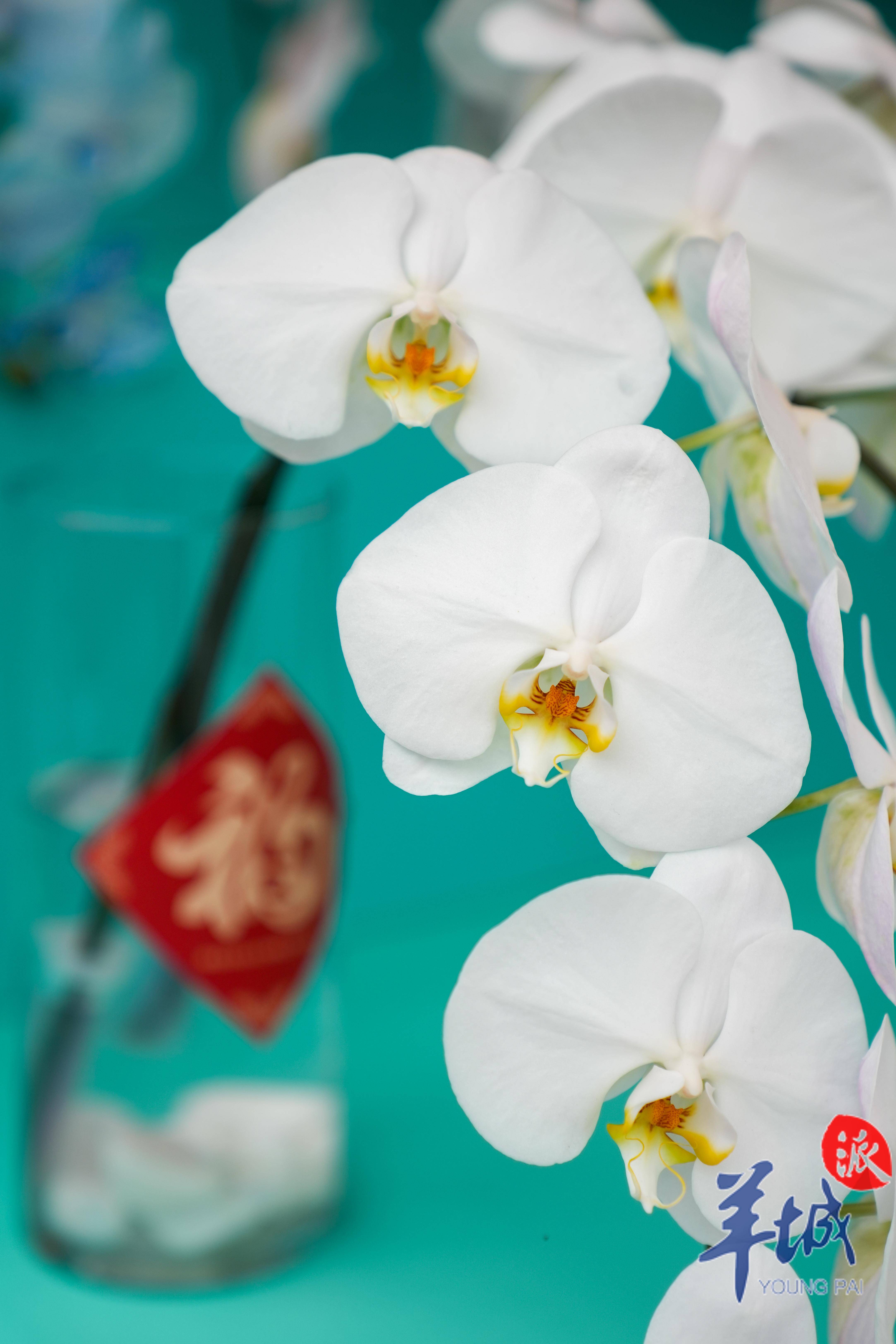 视频 图集|来天河体育中心花市,打卡新中轴线上逾5万方迎春花海_花卉