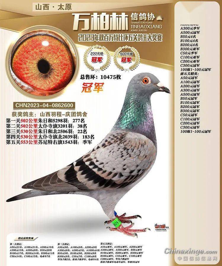 山西赛鸽特比环火爆 五关鸽王冠军欣赏