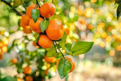 壁纸 矢量 水果 小果 植物 419_280