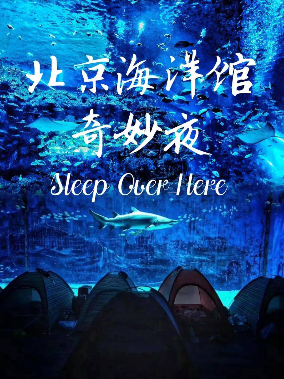 夜宿北京海洋馆,大人也可参加!_活动_part_海底