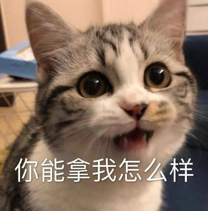 熊猫头表情包桌面壁纸图片