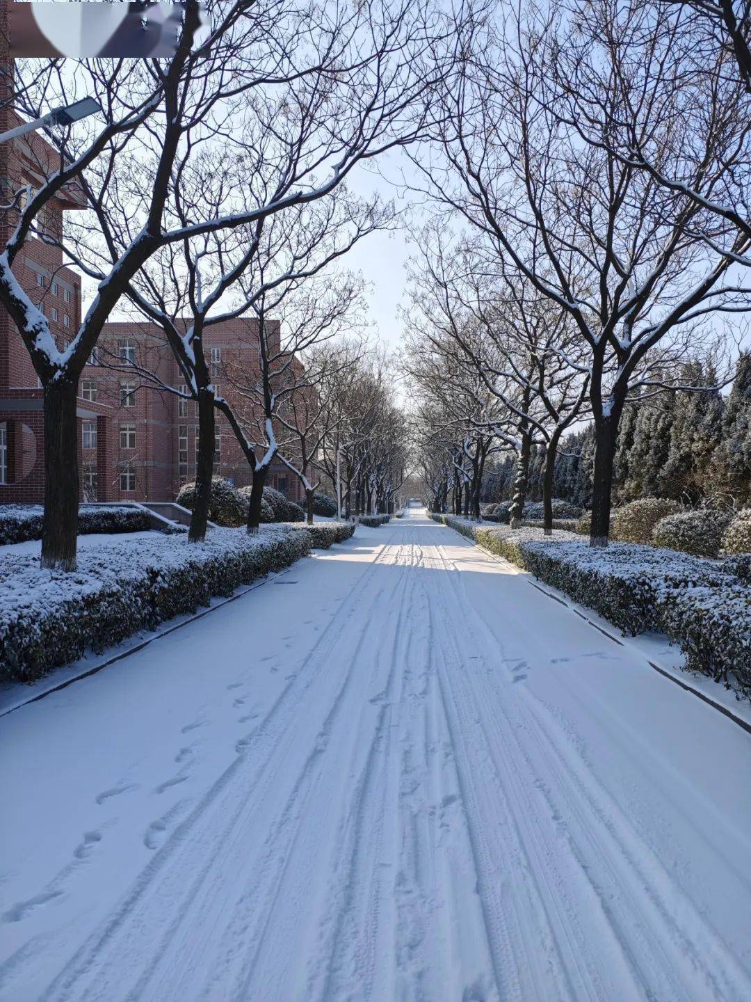 春天第一场雪图片图片