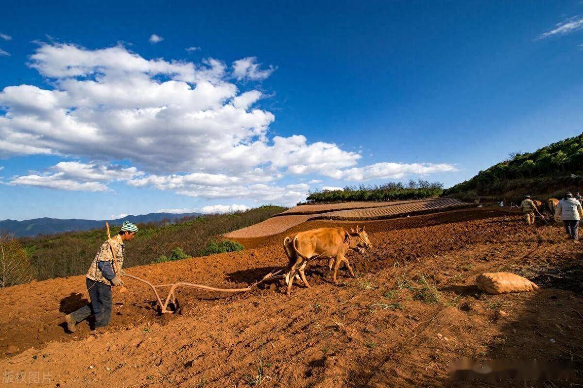 自己也从来没有种过地,而真正生长在农村,年年靠种地维持