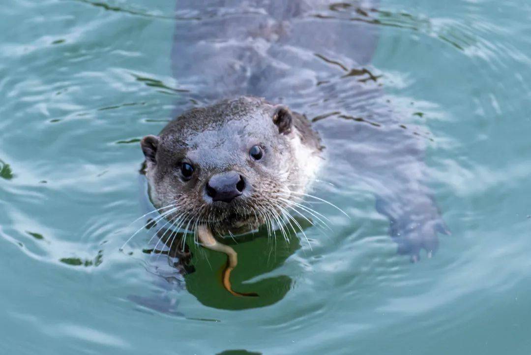 第五届长白山摄影艺术展:《长白山水獭》孙宏业责编:刘恒瑞审核:于博