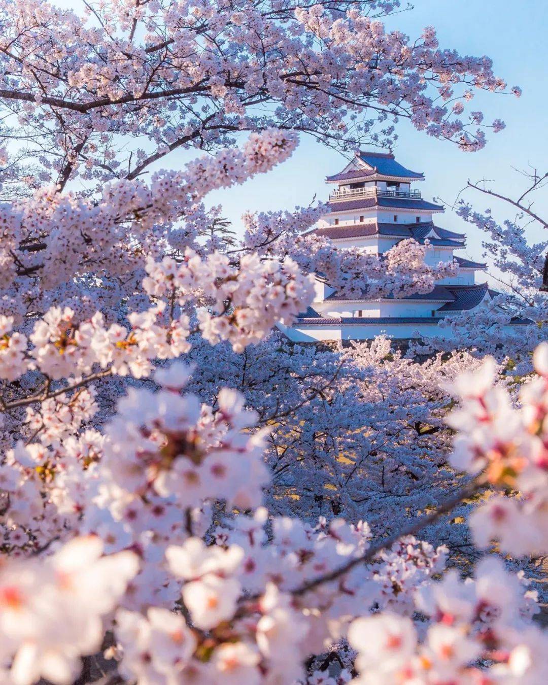 日本樱花图片 最美图片