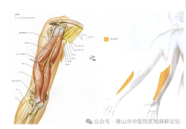实用技术 | 从入门到精通之腋路臂丛阻滞_神经_动脉_前臂