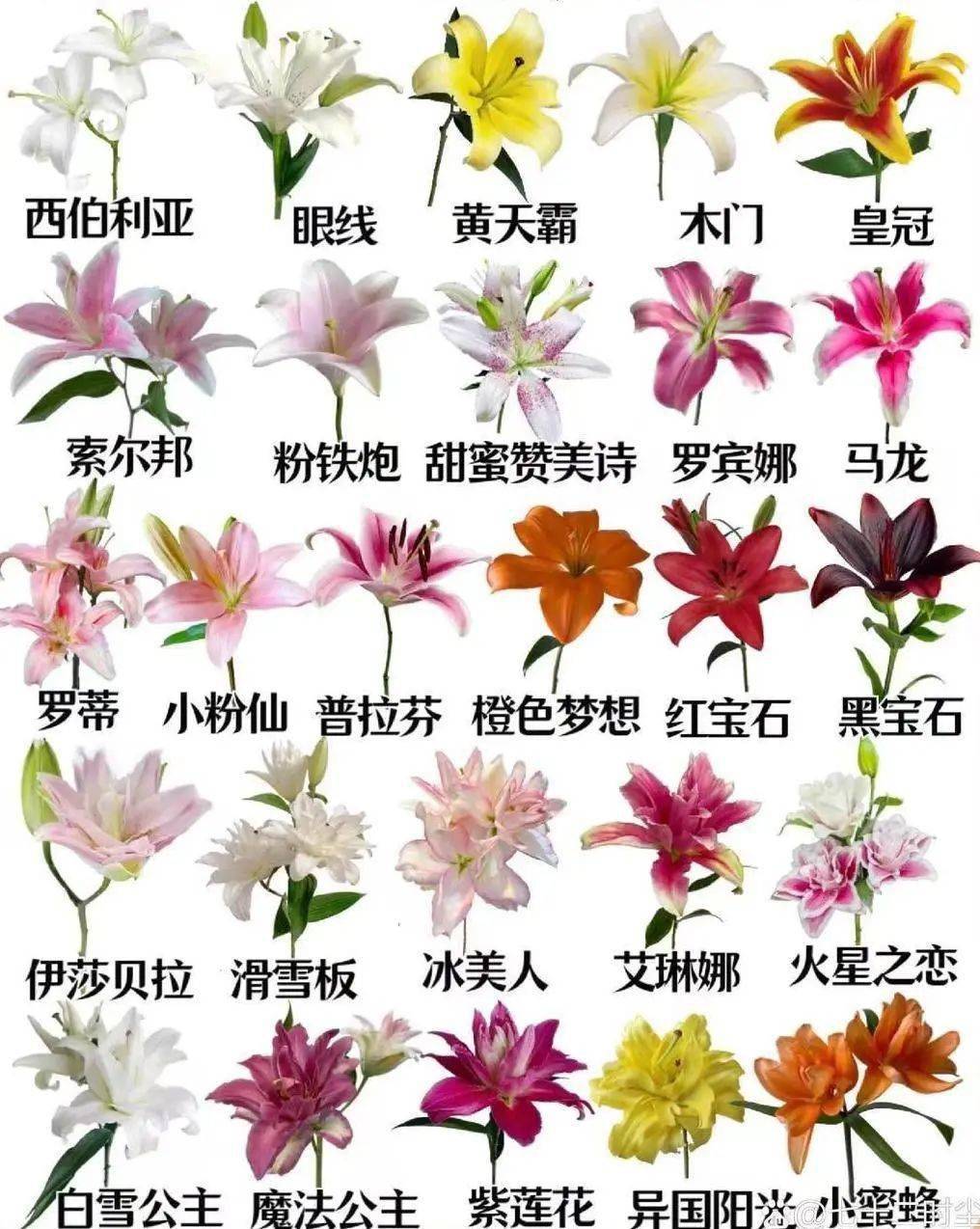 各种百合花图片及名称图片