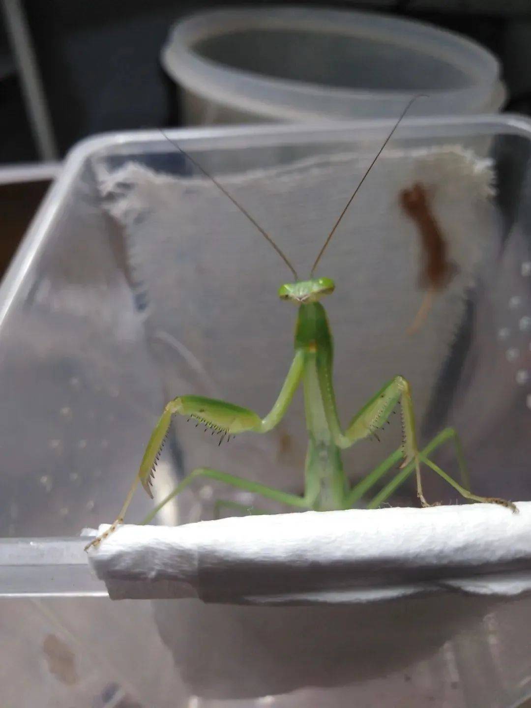 螳螂目的昆虫统称螳螂,属肉食性昆虫,成虫与幼虫均为捕食性,以其它