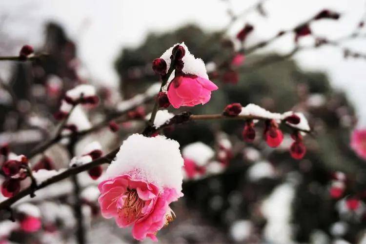 用詩歌寫意人生文字是靈動的音符以冬雪研墨用如意作筆寫下龍行龘龘