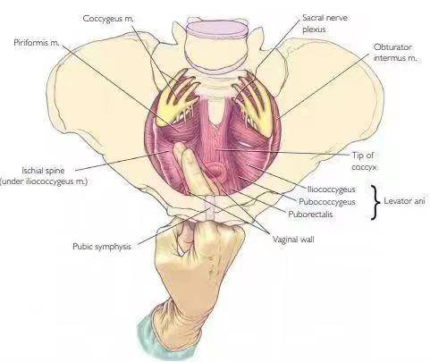 盆底浅层肌肉图片