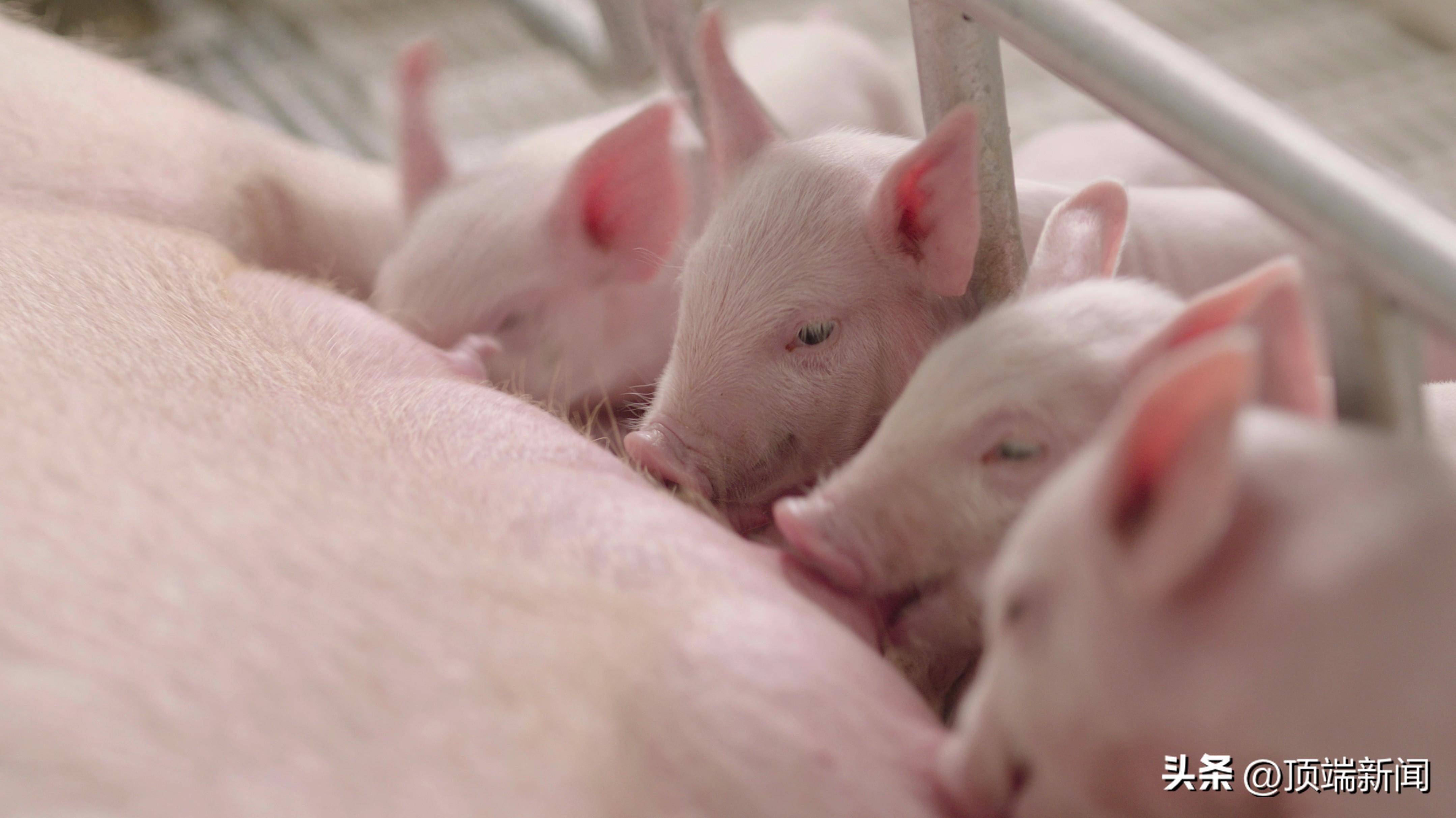 探寻滑县牧原,猪价下行周期如何能实现盈利?