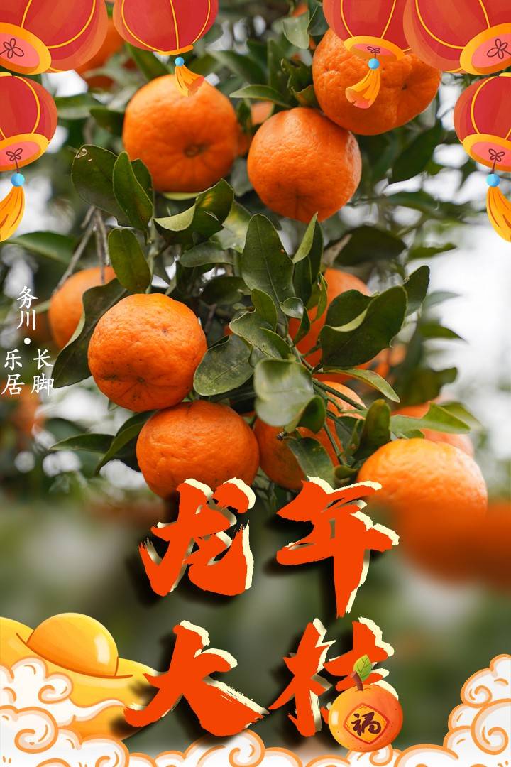 【创意海报】过年采柑橘,来年大"桔"大利!