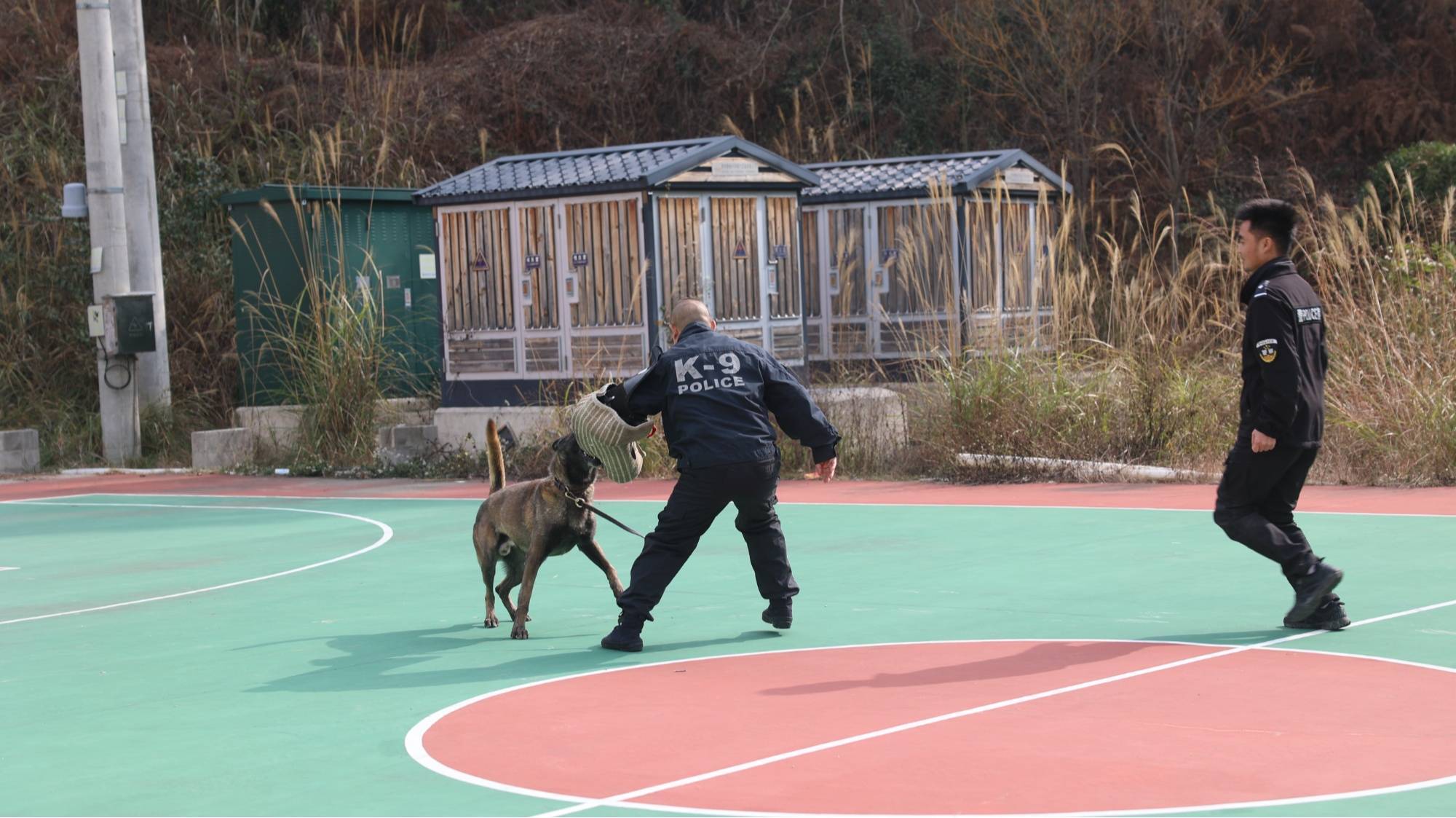 卧,立,搜,前来,前进……"这些口令下达时警犬中队便开始了日常训练
