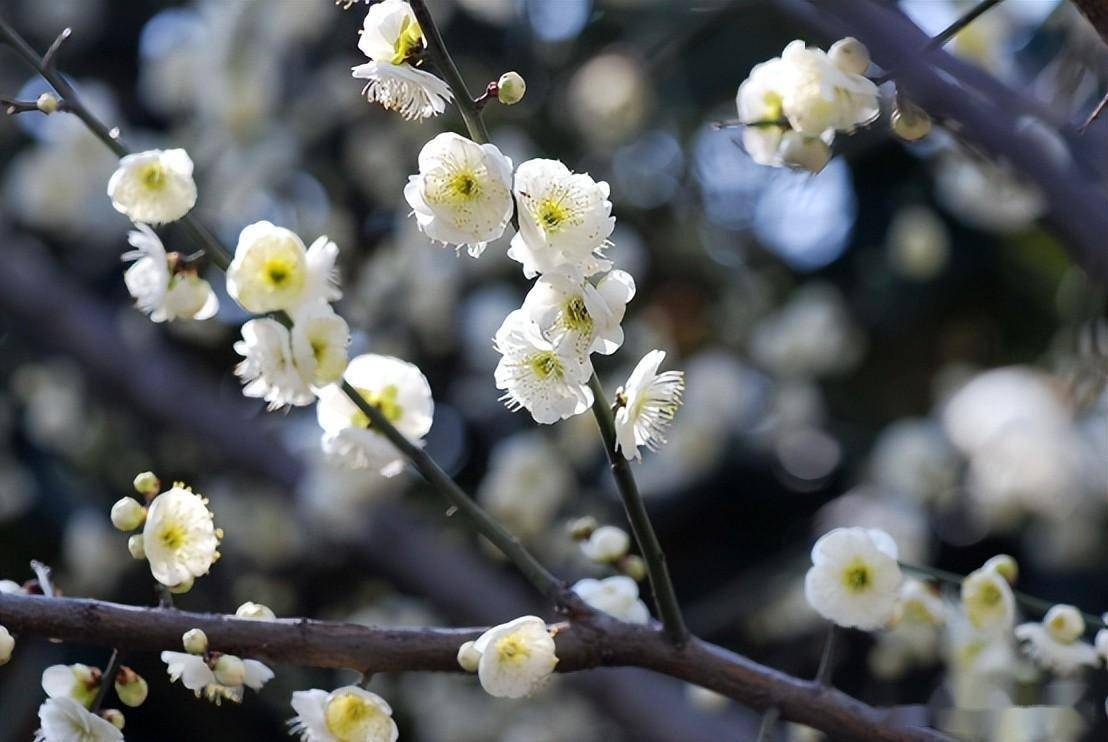 绿萼梅俗称绿梅,因萼绿花白,小枝青绿而得名.