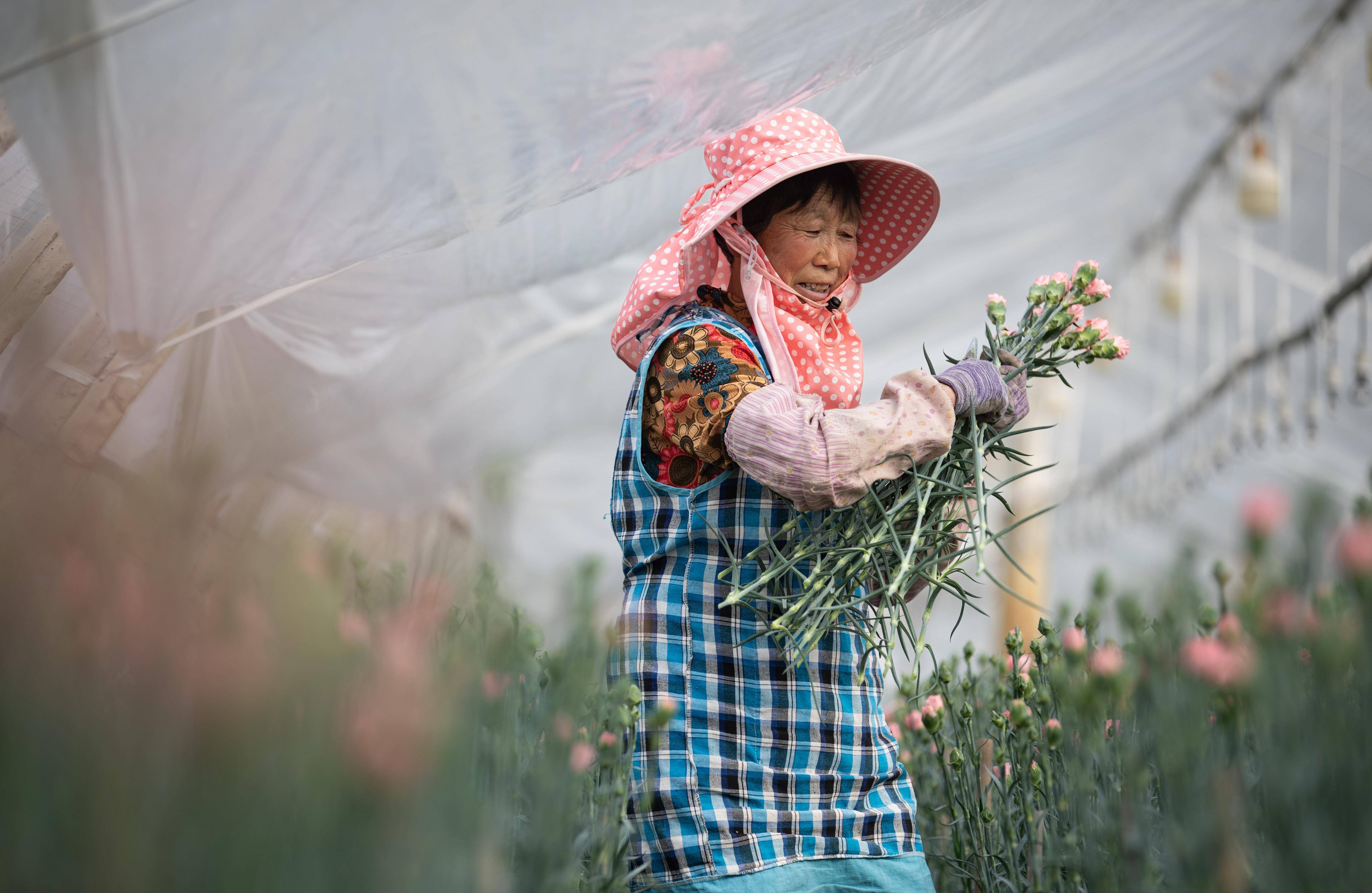 在昆明市宜良县南羊街道左所村的鲜花田里,村民汤桂芬在花田里采摘