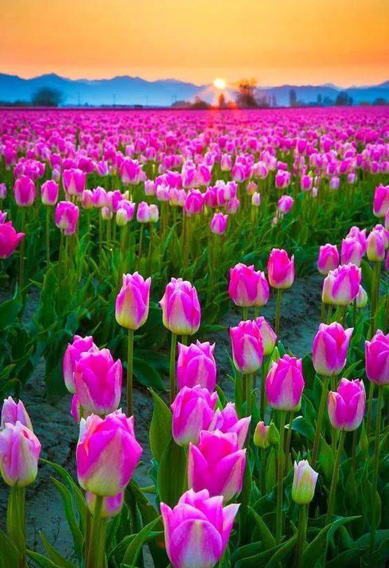 送你一片繁花似锦,希望你天天开心!_祝福_问候_好友