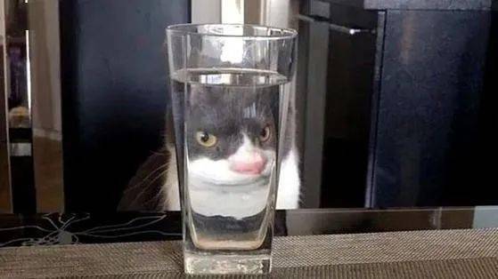 盘点_猫咪_东西