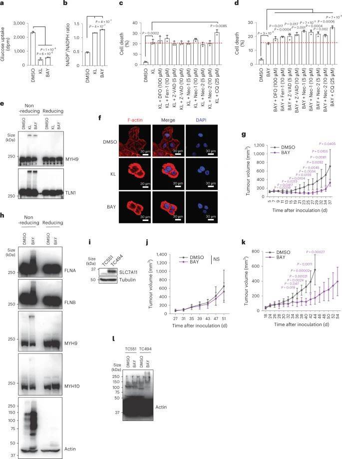 在写标书的你不可不知这一全新细胞死亡类型!_研究_葡萄糖_actin