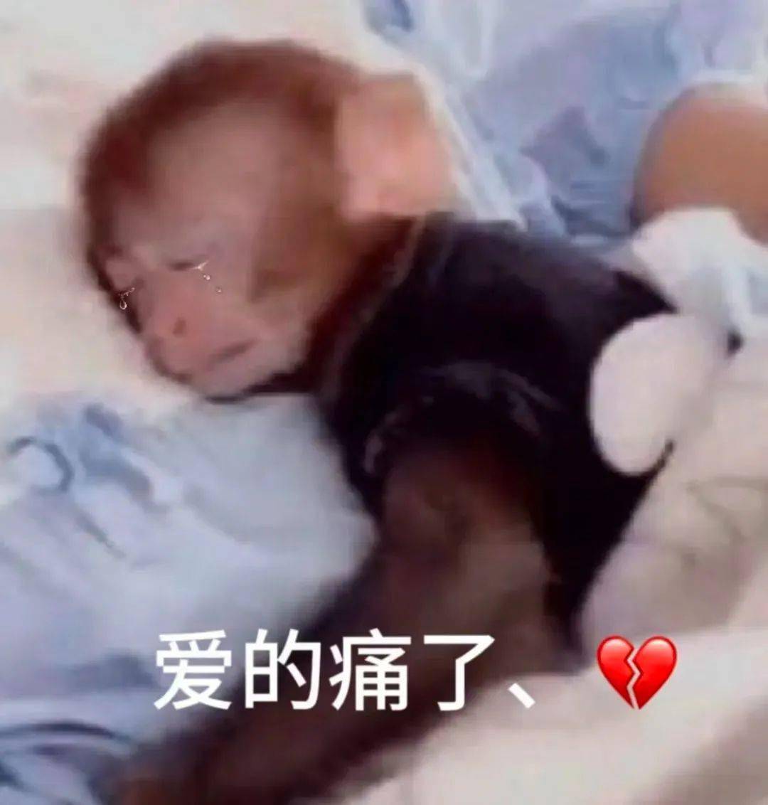 可爱沙雕表情包:可以给我看看那个吗?_公众_il_熊猫头