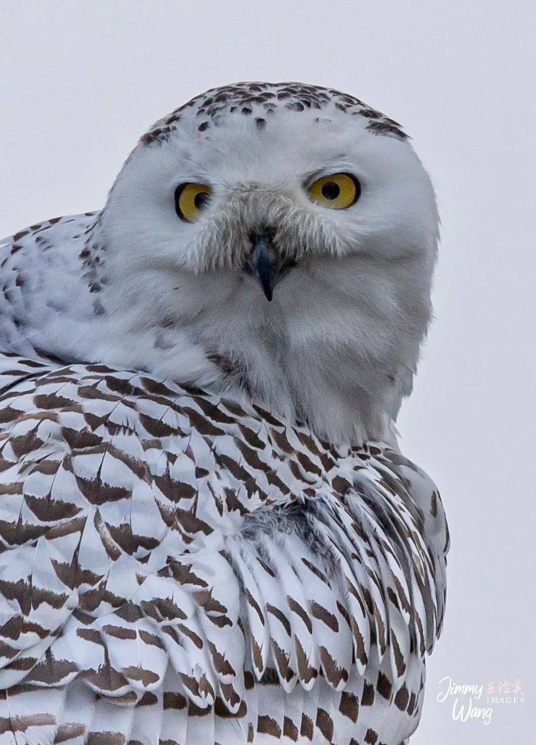 美国鸟类素描(上):雪鸮百态,霸气回归;极致卖萌,举世惊艳