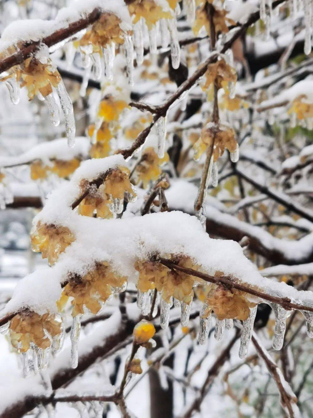 腊月里几场雨雪造成了罕见的雨凇冰挂奇观,梅花被封冻在晶莹剔透的冰