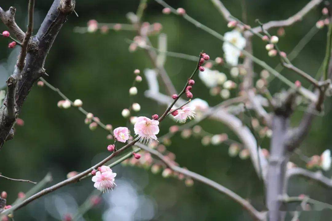 園內急性子的梅花已站立枝頭,有宮粉梅,骨裡紅,硃砂梅,潔江梅,形態各