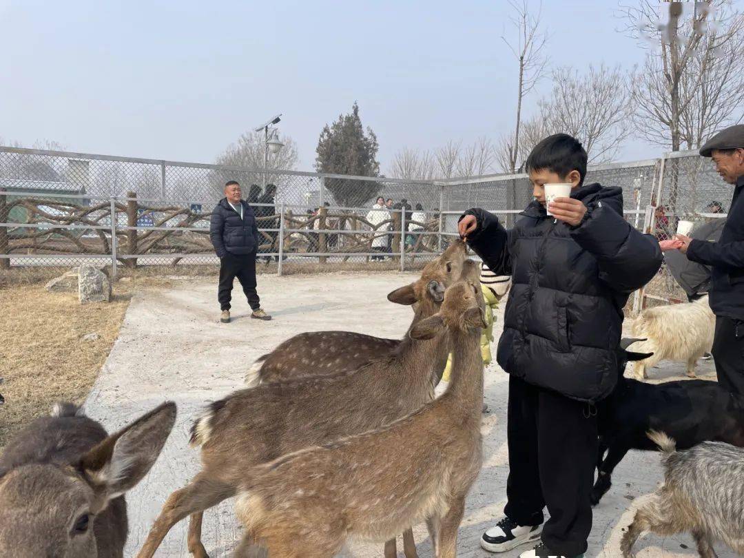 春节来巨野金山吧!_石头寨_景区_动物园