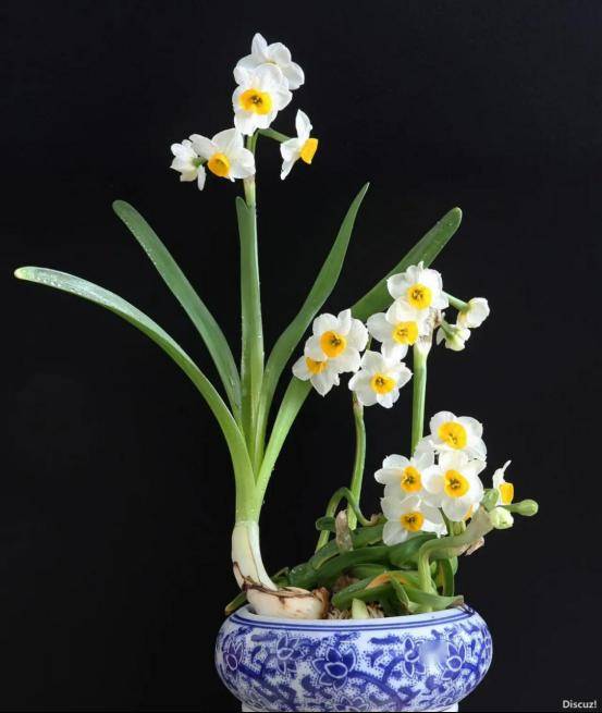 水仙花作为中国传统十大名花之一的"凌波仙子",同样是新春必备植物