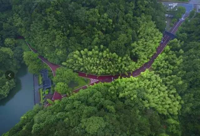 公园里的花儿都开了→推荐地址:信安湖,常山东明湖公园