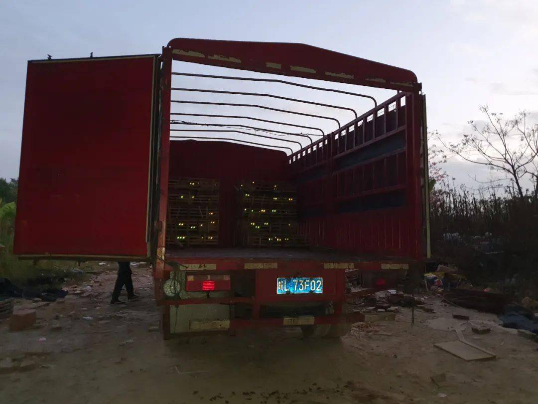 我的猫咪,被非法屠宰后_动物_韩佳丽_保护者