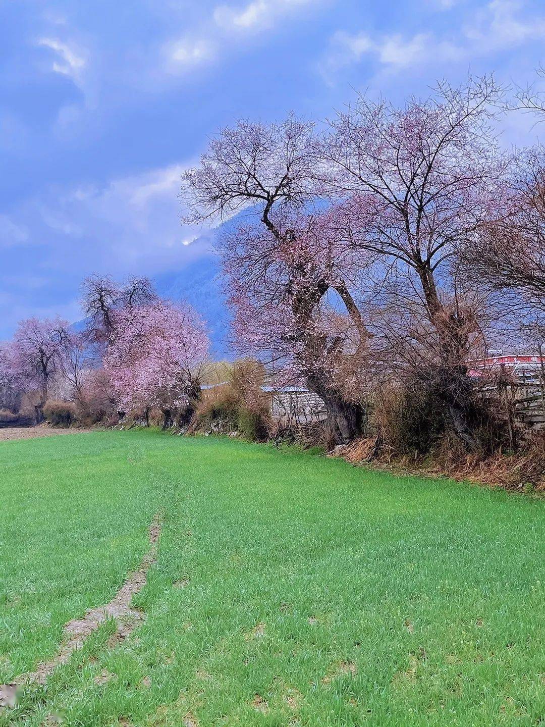 2024【藏地花开-川藏南线】金川梨花中路藏寨措普沟