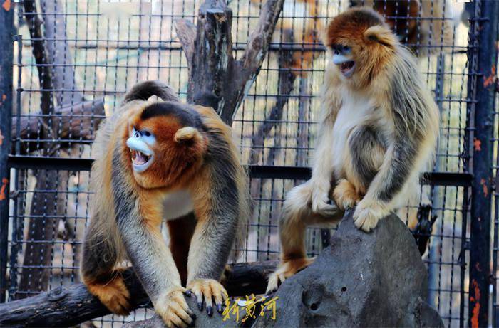 济南动物园的小动物们也迎新春了!