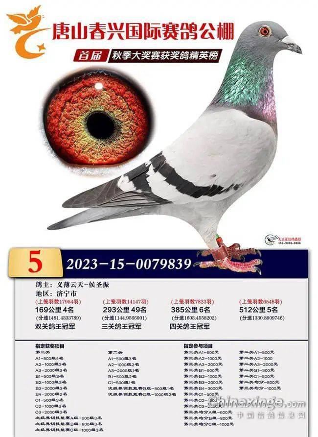 第一关获得7名,第二关飞了439名,第三关荣获冠军,获得三关分速鸽