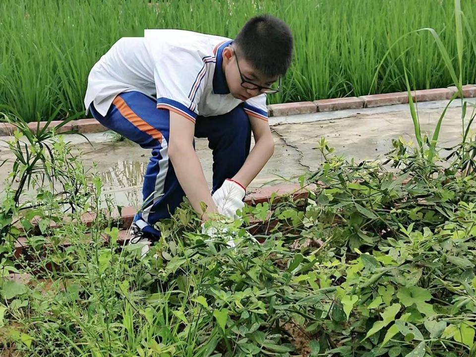 劳育寄语|清溪中学校长曹定钦:快乐劳动,品幸福"年味"_教育_东莞_种植