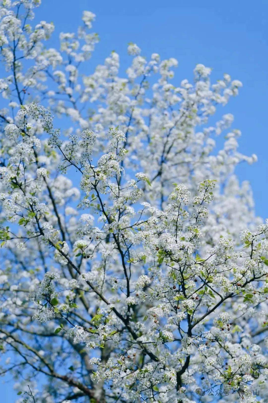 洁白如雪的梨花开了,赶快去打卡吧!_南宁_文章_微信