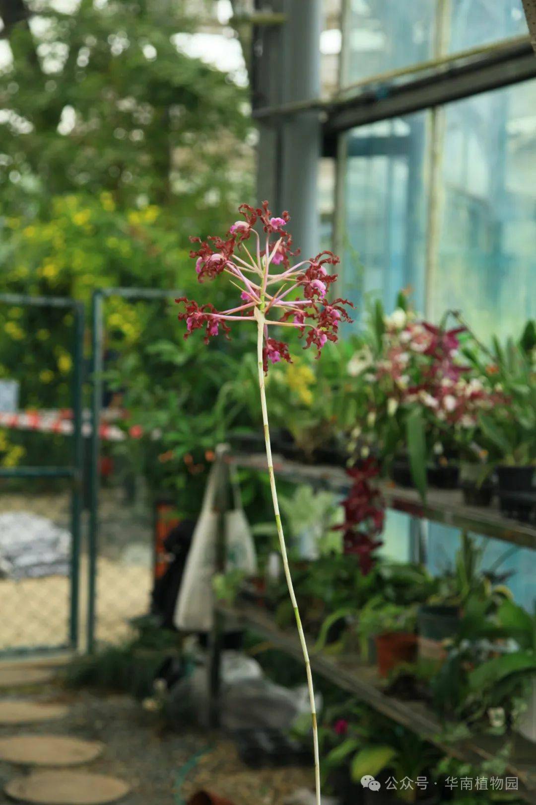 那就是匈伯克兰(schomburgkia brysiana),又叫香蕉兰,蚁栖兰等,为兰科