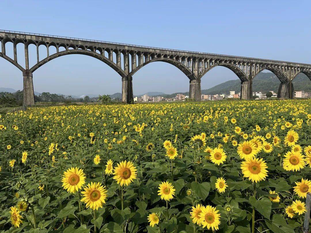 罗定春节赏花指南!桃花,樱花,向日葵正在盛放……_游客_渡槽_罗平镇
