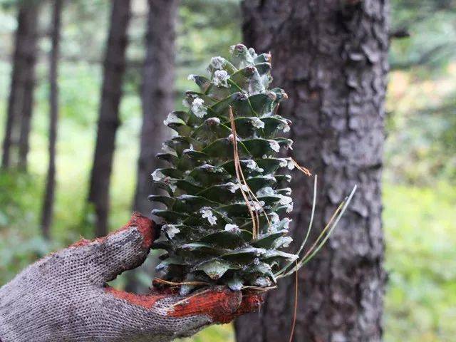 松塔_东北_红松