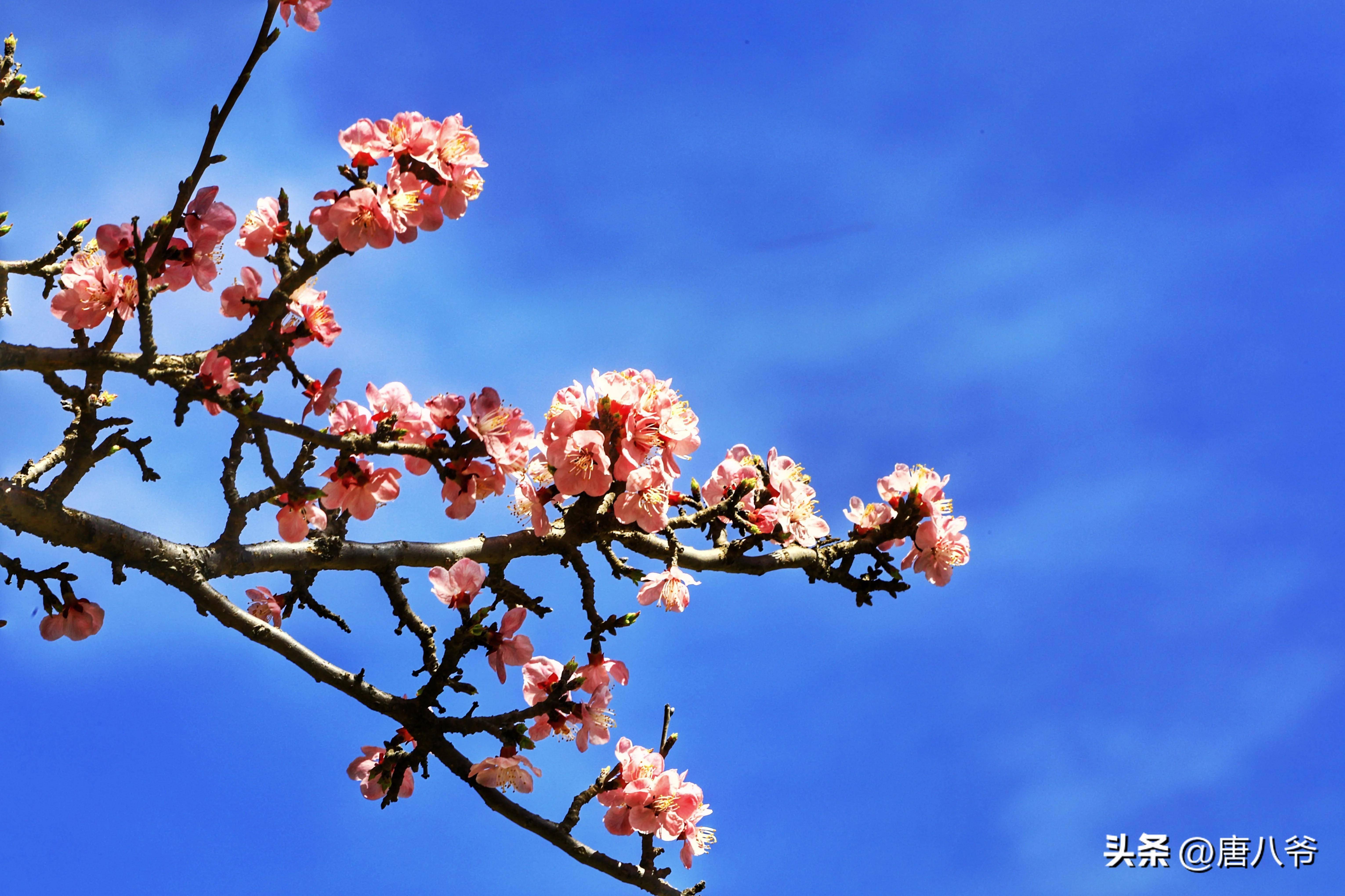 粉花含笑照蓝天,瑰丽绚烂展芳容_花朵_天空_那蔚蓝