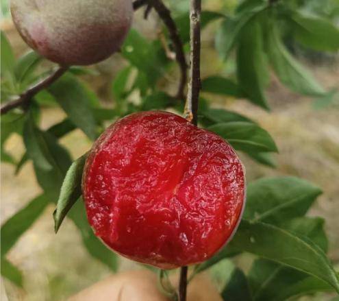 壁纸 矢量 水果 小果 植物 495_439