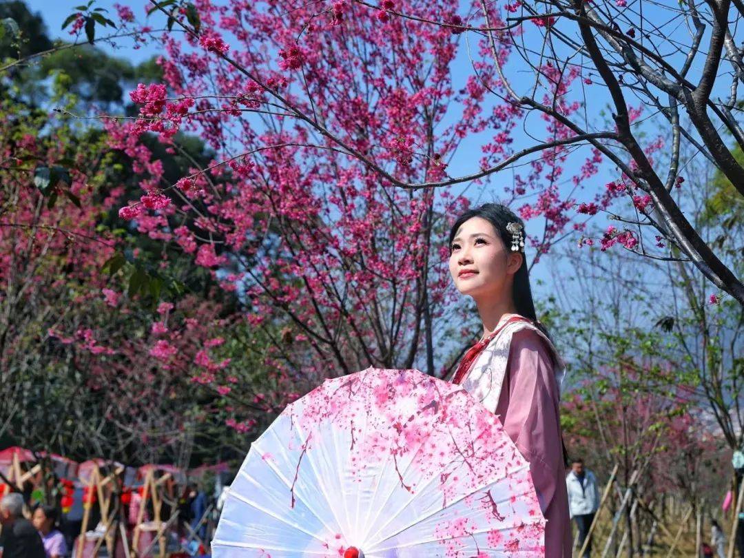 园中,穿上一袭华美的汉服,樱花与汉服更是绝配,△肇庆市融媒体中心