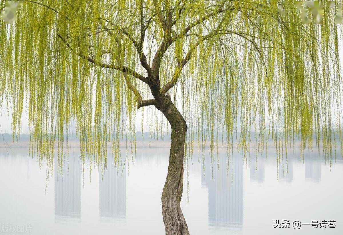 杨柳难_情感_景象
