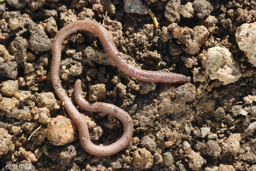 那些名字里带"龙"的动物,其实都不是龙_中国_龙虾_金龙鱼