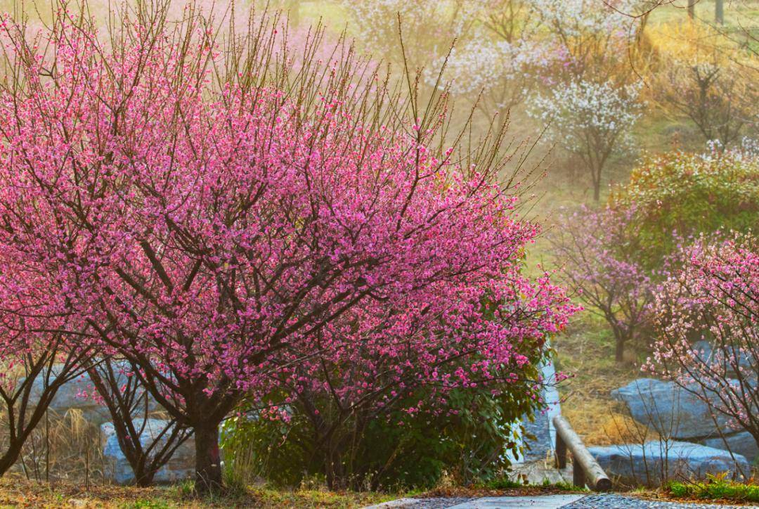 三台山_梅花_审核