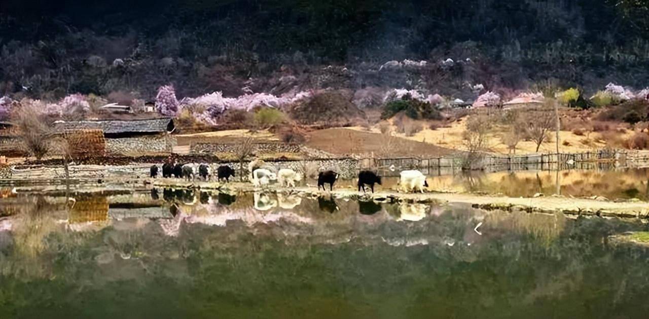 三月桃花若云霞_林芝_波密_雅鲁